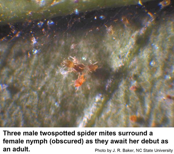 male spider mites